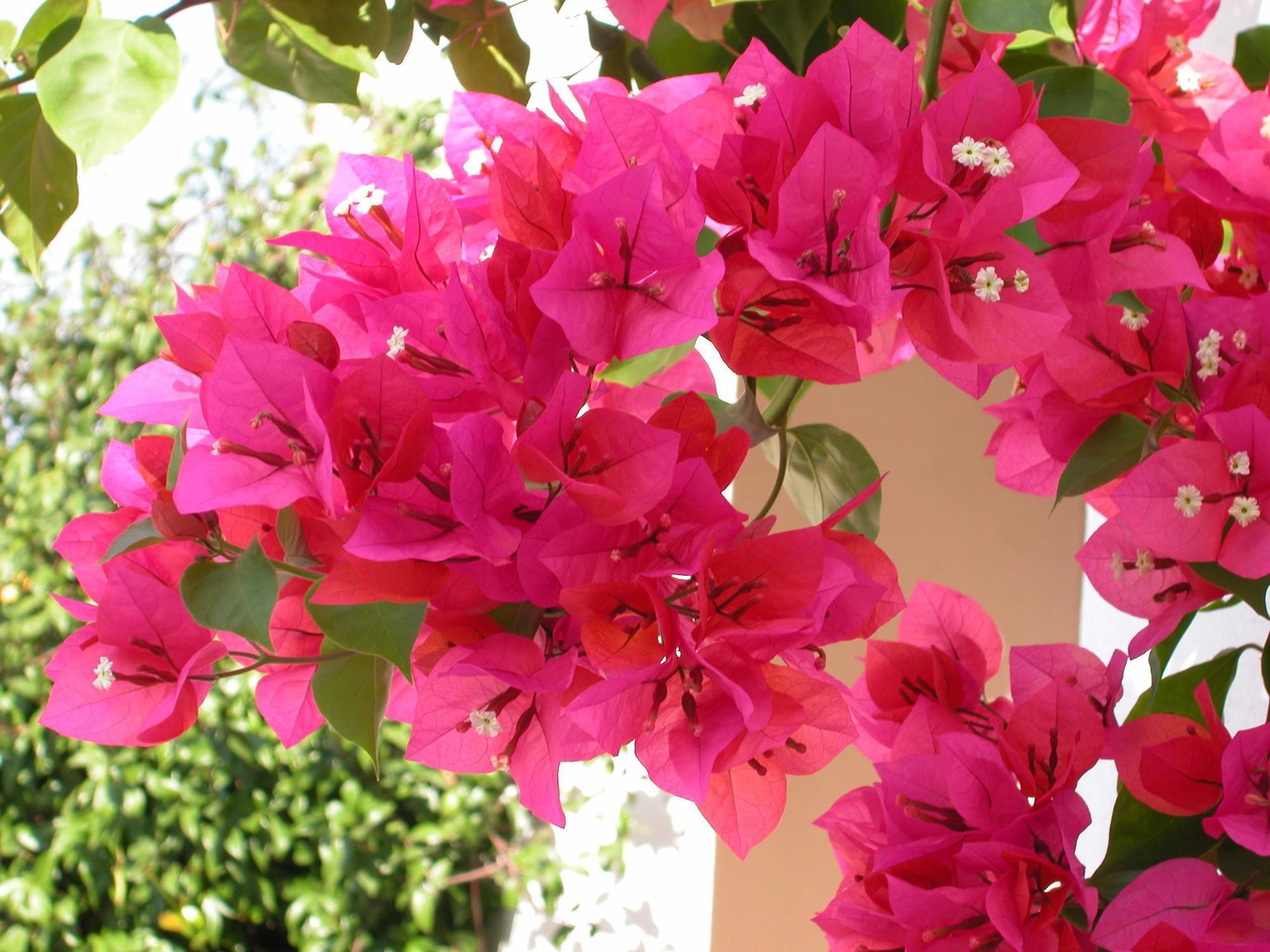 Masseria Mazzetta Salento Corte Del Falconiere B&B Salice Salentino Ngoại thất bức ảnh
